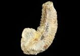Cretaceous Fossil Oyster (Rastellum) - Madagascar #69625-1